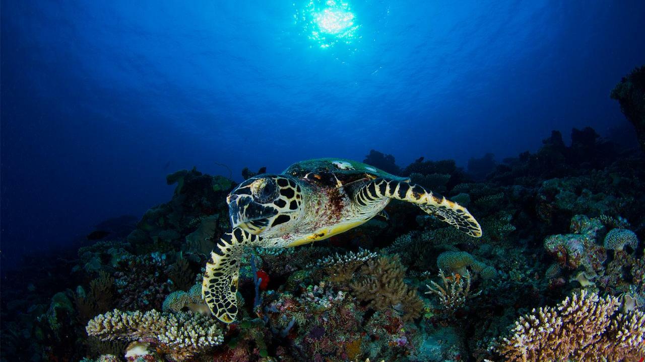 Vakkaru Maldives - 30 Percent Off On Seaplane Transfers For Until 19 Dec 2025